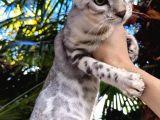 Bengal Silver Erkek