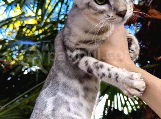 Bengal Silver Erkek görsel