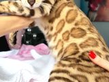 Bengal Mink Erkek 6 Aylık