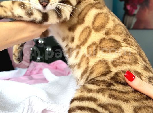 Bengal Mink Erkek 6 Aylık görsel