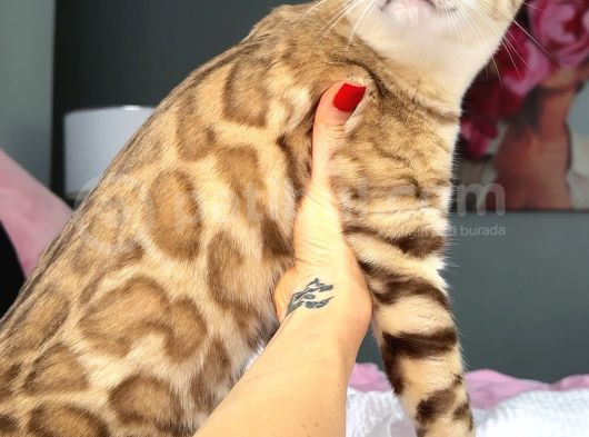 Bengal Mink Erkek 6 Aylık görsel