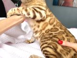 Bengal Mink Erkek 6 Aylık