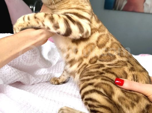 Bengal Mink Erkek 6 Aylık görsel