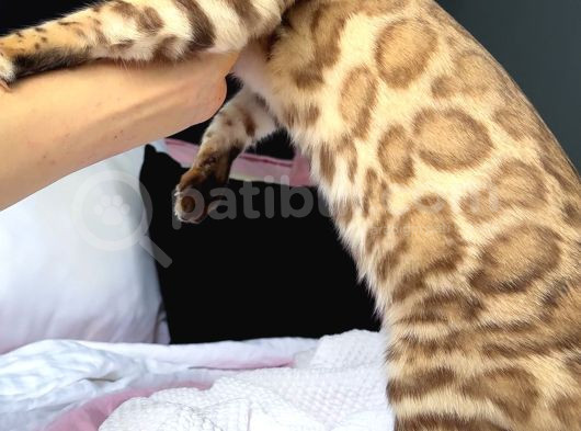 Bengal Mink Erkek 6 Aylık