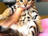 Bengal Brown Show Class Dişi