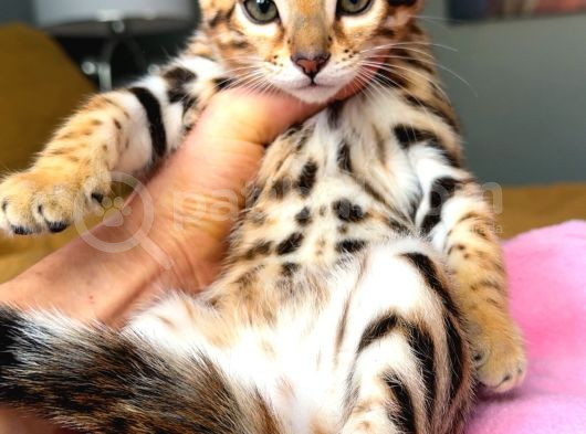 Bengal Brown Show Class Dişi görsel