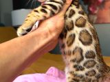 Bengal Brown Show Class Dişi