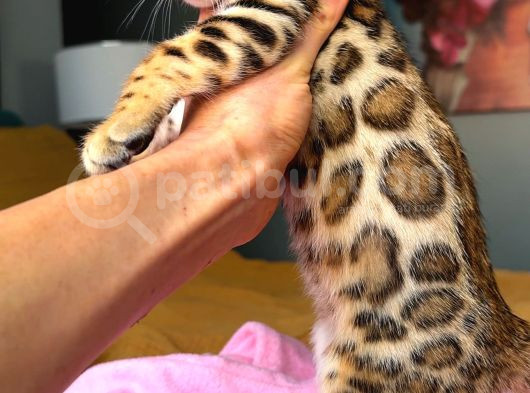 Bengal Brown Show Class Dişi görsel