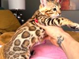 Bengal Brown Show Class Dişi