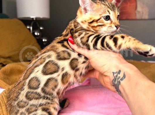 Bengal Brown Show Class Dişi görsel