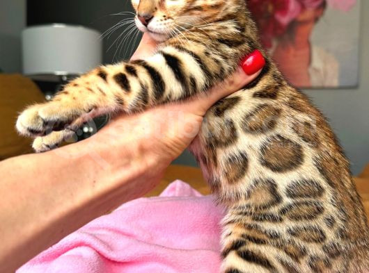 Bengal Brown Show Class Dişi