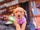 Irk Güzeli̇ Toy Poodle Bebeklere Bakin