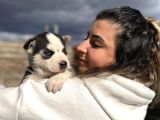 Muhteşem Husky Bebeklere Bakin