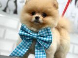 Safkan Secereli̇ Pomerani̇an Boo Yavrular