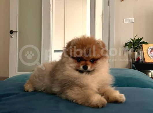 Irk Ve Sağlık Garantili Pomernian Boo görsel