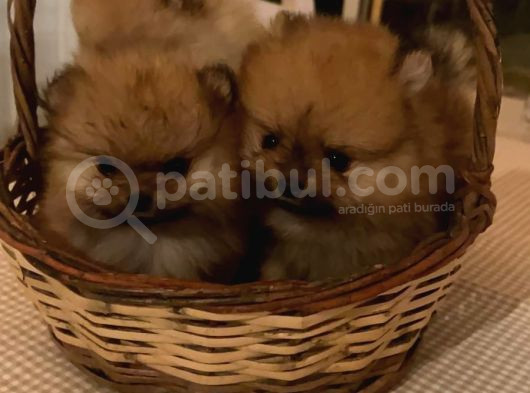 Irk Ve Sağlık Garantili Pomernian Boo görsel