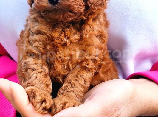 Secereli̇ Toy Poodle Yavrular görsel