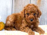 Teacup 2 Kg Garanti̇si̇ Altinda Kirmizi Red Tooy Poodle