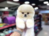 Safkan Pomeranian Boo