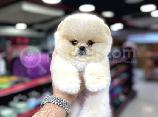 Safkan Pomeranian Boo görsel