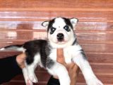 Masmavi gözleriyle husky Sibirya kurdu yavrularımız