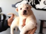 Masmavi Gözleriyle Husky Sibirya Kurdu Yavrularımız