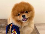 SAFKAN POMERANIAN BOO