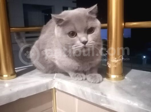 Mia Yeni̇ Sahibini  Ariyor