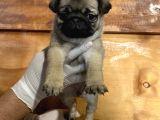 Pug Mops Yavrular