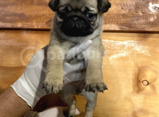 Pug Mops Yavrular görsel
