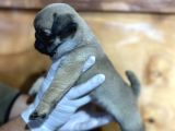 Pug Mops Yavrular