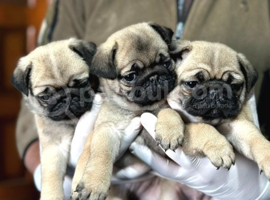 Pug Mops Yavrular görsel