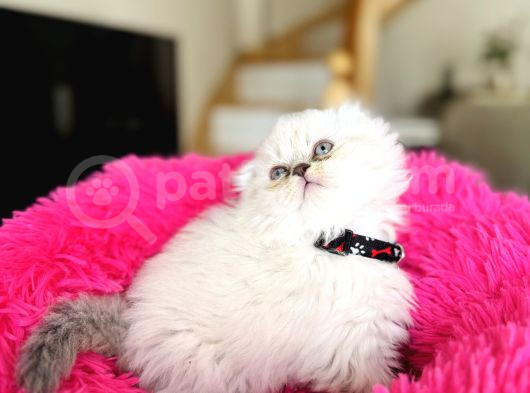 Eşsiz Güzellikte Scottish Longhair Silver Point görsel