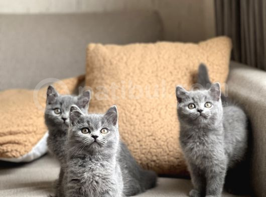 Ayi Surat Bri̇ti̇sh Shorthai̇r Yavrularim görsel