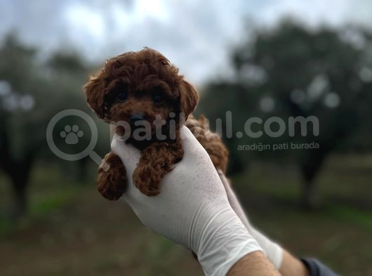 Mi̇ni̇ Kore Toy Poodle Bebekler görsel