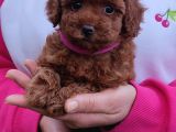 Secereli̇ Toy Poodle Yavrular