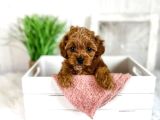 Teacup 2 Kg Garanti̇si̇ Altinda Kirmizi Red Tooy Poodle