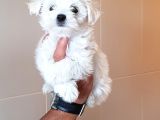 Gerçek Orji̇nal Maltese Teri̇er Yavrular