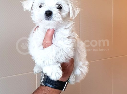 Gerçek Orji̇nal Maltese Teri̇er Yavrular görsel