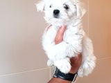 Gerçek Orji̇nal Maltese Teri̇er Yavrular