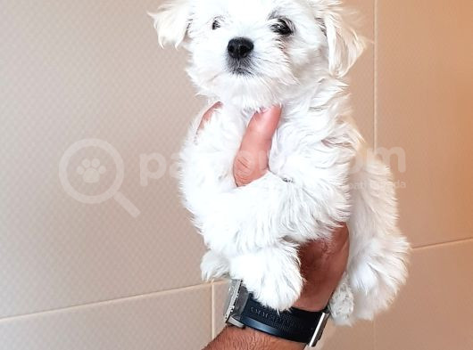 Gerçek Orji̇nal Maltese Teri̇er Yavrular görsel