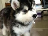 En Guzel Noel Hedi̇yesi̇ Her Renk Husky