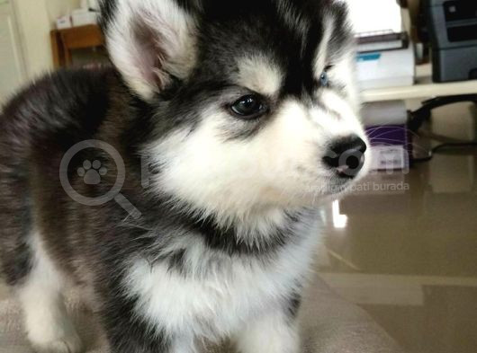En Guzel Noel Hedi̇yesi̇ Her Renk Husky görsel