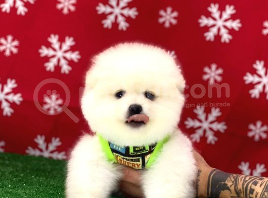 ORJİNAL ÇOK ÖZEL POMERANIAN BOO YAVRULARIMIZ