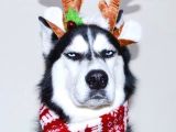 En Guzel Noel Hedi̇yesi̇ Her Renk Husky