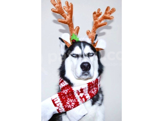 En Guzel Noel Hedi̇yesi̇ Her Renk Husky görsel