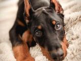 MERMİDEN DAHA ETKİLİ DOBERMANSS