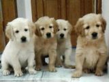 BEBEK YÜZ ORJİNAL GOLDEN YAVRULAR