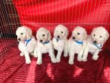 Gerçek A Kali̇te Dev Poodle Yavrular