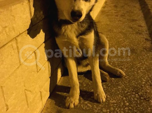 3 Aylik Orji̇nal Si̇bi̇rya Kurdu görsel